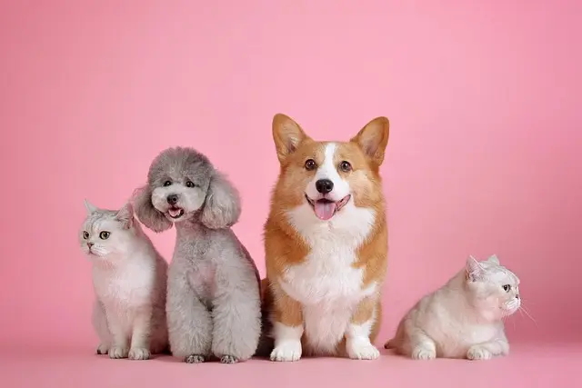 Les Meilleurs Accessoires pour Animaux - Guide d'Achat